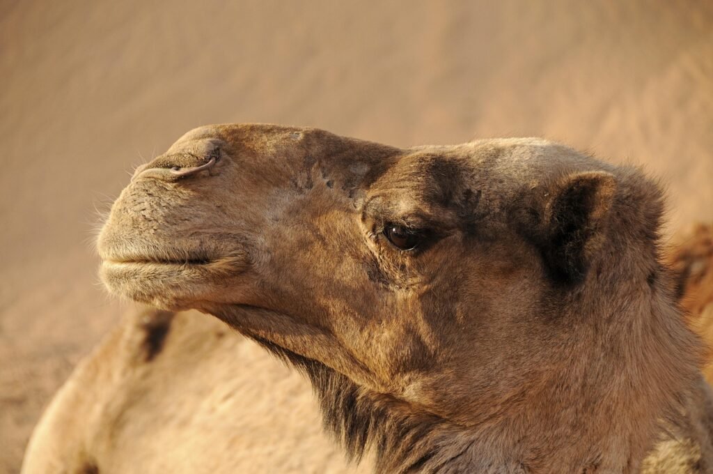 morocco, camel, desert, sand, nature, sahara, landscape, dromedary, orient, to travel, animal