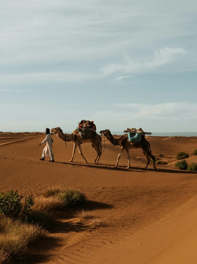 A scenic view of a camel caravan traversing the sands of the Sahara in Morocco.